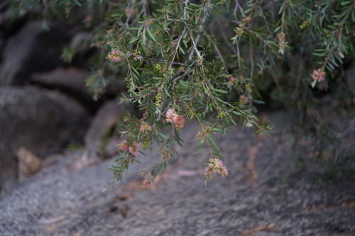 Melaleuca paludicola (river bottlebrush) (alternate view 5)