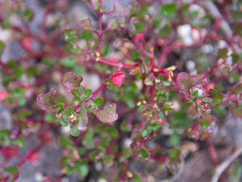 Chenopodium robertianum (Saloop) (alternate view 2)