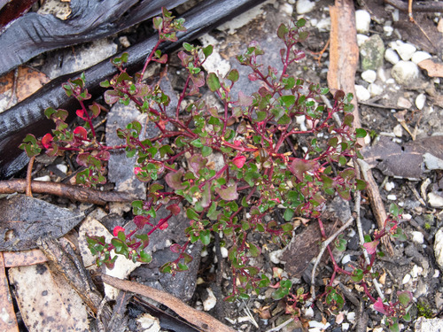 Chenopodium robertianum (Saloop) (alternate view 3)