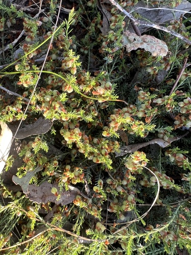 Eutaxia microphylla (common eutaxia) (alternate view 9)
