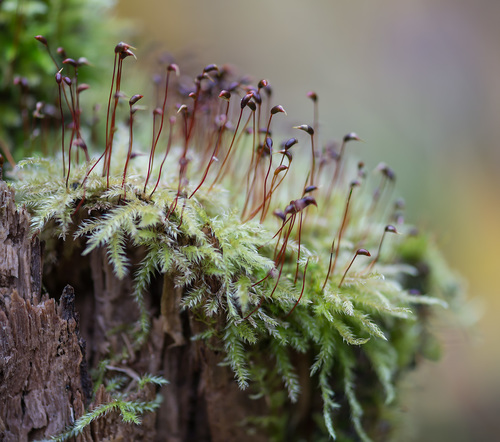 Brachythecium (alternate view 6)