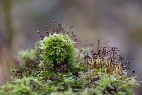 Brachythecium (alternate view 7)