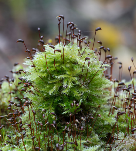 Brachythecium (alternate view 8)