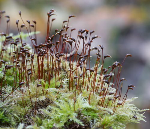 Brachythecium (alternate view 9)