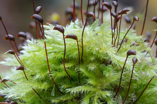 Brachythecium (alternate view 10)
