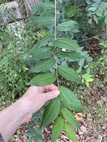 Celtis sinensis (Chinese Hackberry) (alternate view 5)