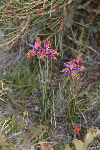 Thelymitra (Sun Orchids) (alternate view 2)
