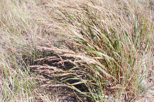 Panicum amarum (Bitter Panicgrass)