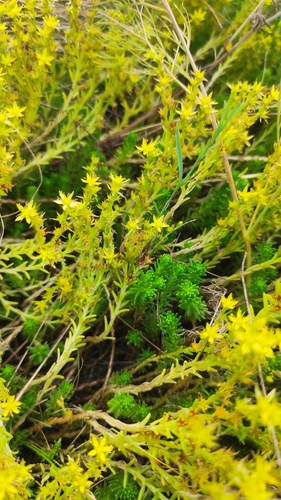 Sedum sexangulare (alternate view 8)