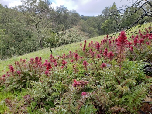 Pedicularis densiflora (Warrior's Plume) (alternate view 6)