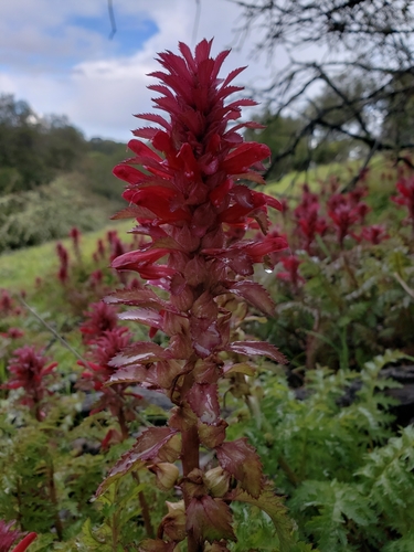 Pedicularis densiflora (Warrior's Plume) (alternate view 7)
