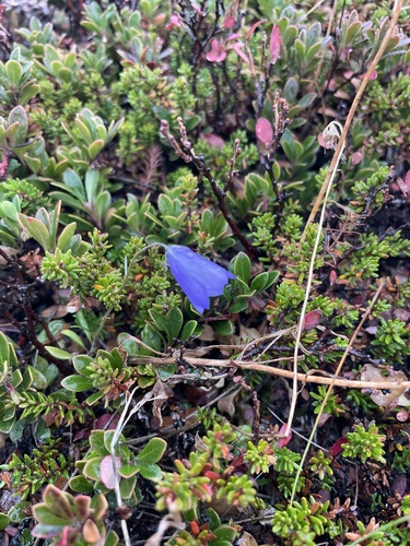 Campanula rotundifolia (Harebell)