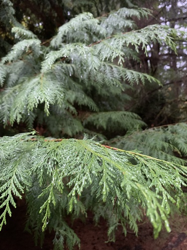 Chamaecyparis lawsoniana (Lawson Cypress) (alternate view 5)
