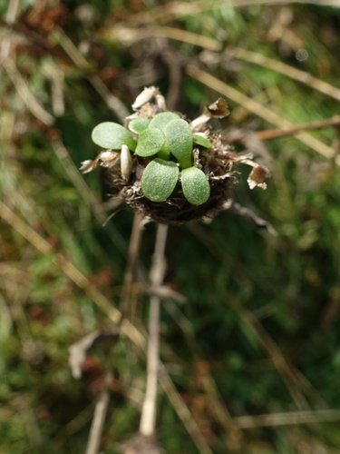 Centaurea nigra (black knapweed)