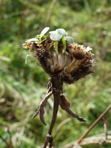 Centaurea nigra (black knapweed)