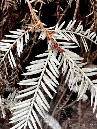 Sequoia sempervirens (Coast Redwood)
