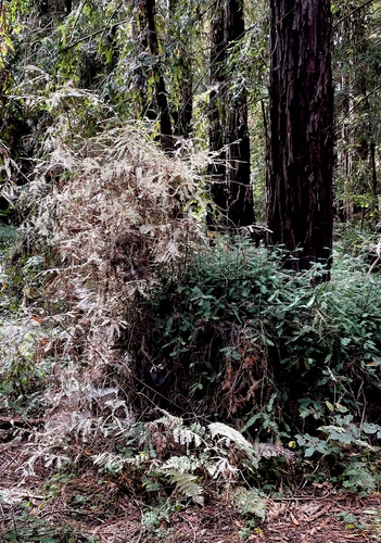 Sequoia sempervirens (Coast Redwood) (alternate view 2)
