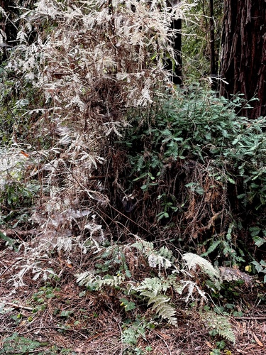 Sequoia sempervirens (Coast Redwood) (alternate view 3)