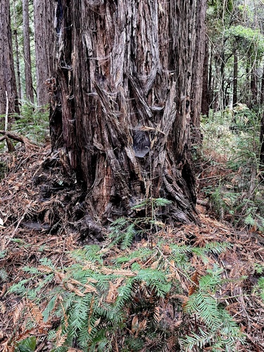 Sequoia sempervirens (Coast Redwood) (alternate view 4)