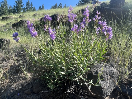 Penstemon venustus (Blue Mt Penstemon) (alternate view 2)