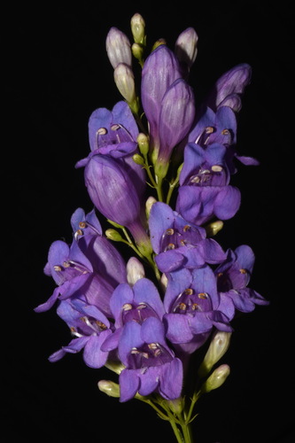 Penstemon venustus (Blue Mt Penstemon) (alternate view 3)