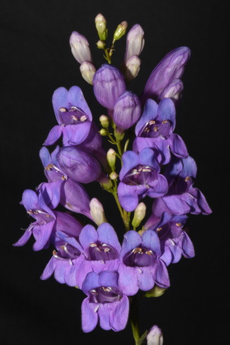 Penstemon venustus (Blue Mt Penstemon) (alternate view 5)