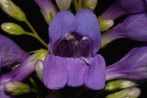 Penstemon venustus (Blue Mt Penstemon)