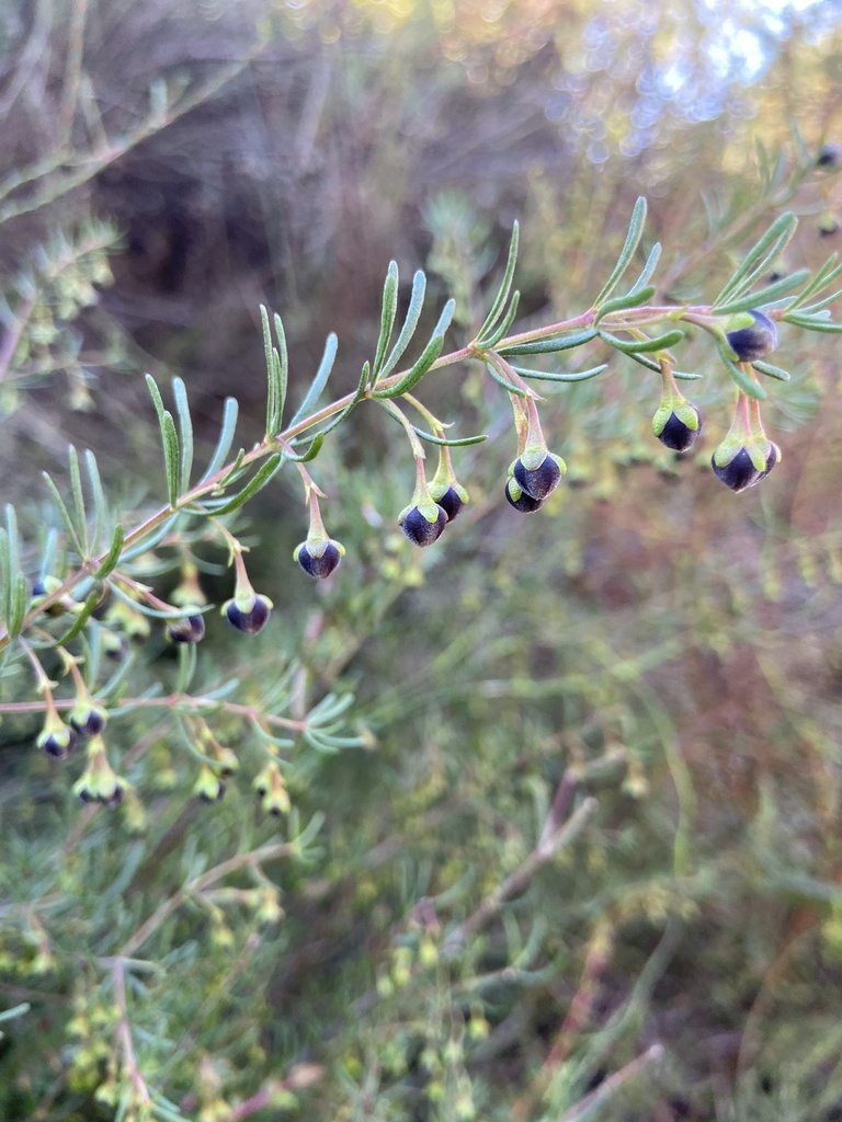 Boronia megastigma, Brown boronia — upright evergreen (Rutaceae) (image 8 of 10)