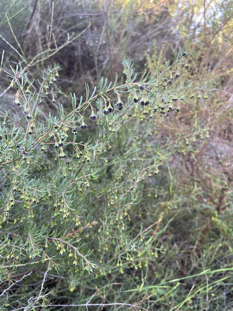 Boronia megastigma, Brown boronia — upright evergreen (Rutaceae) (image 9 of 10)
