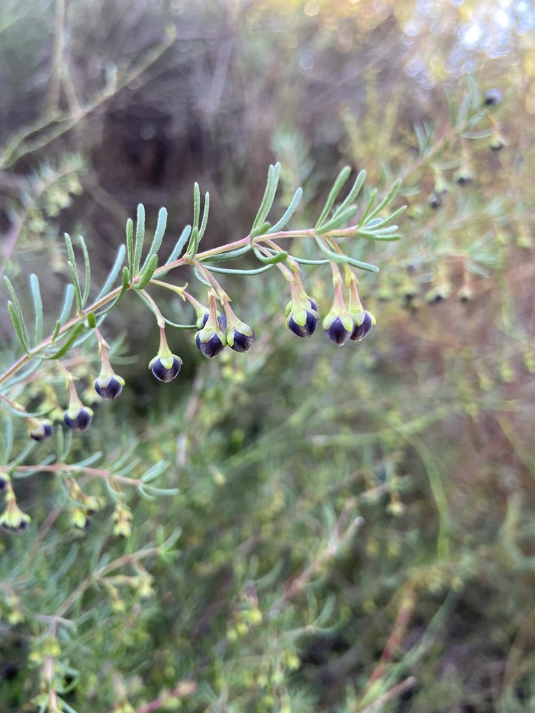 Boronia megastigma, Brown boronia — upright evergreen (Rutaceae) (image 10 of 10)