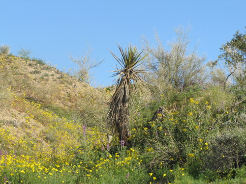 Yucca schidigera (Mojave Yucca)
