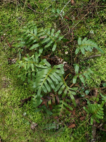 Polypodium scouleri (Scouler's Polypody)