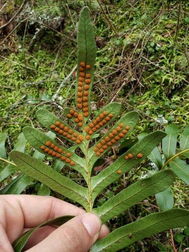 Polypodium scouleri (Scouler's Polypody) (alternate view 2)