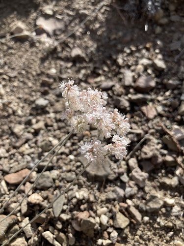Eriogonum strictum (Strict Buckwheat)