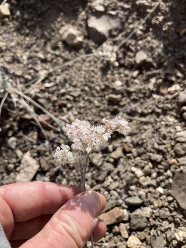 Eriogonum strictum (Strict Buckwheat) (alternate view 3)