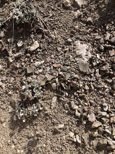 Eriogonum strictum (Strict Buckwheat) (alternate view 2)