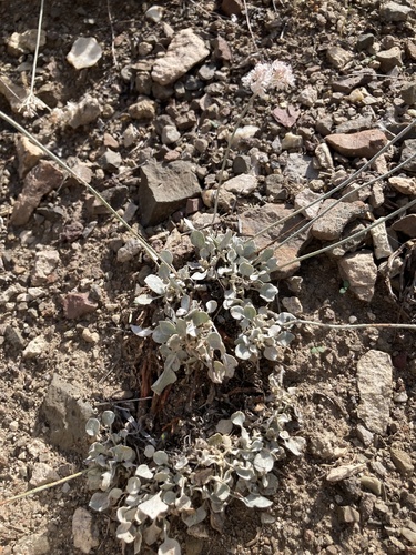 Eriogonum strictum (Strict Buckwheat) (alternate view 4)