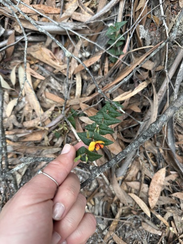 Bossiaea cinerea (Showy Bossiaea) (alternate view 6)