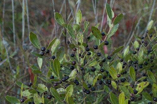 Ilex glabra (gallberry) (alternate view 7)