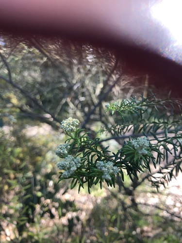 Ozothamnus diosmifolius (Sago Flower) (alternate view 9)