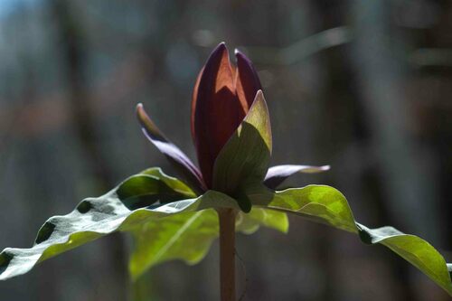 Trillium decipiens