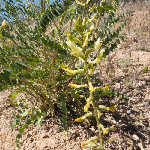 Astragalus lentiginosus (Freckled Milkvetch) (alternate view 8)