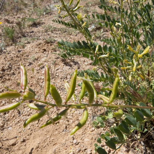 Astragalus lentiginosus (Freckled Milkvetch) (alternate view 9)