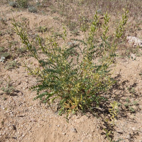 Astragalus lentiginosus (Freckled Milkvetch) (alternate view 10)