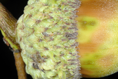 Quercus bicolor (Swamp White Oak)