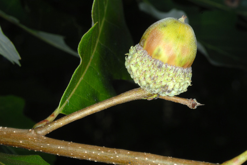 Quercus bicolor (Swamp White Oak)