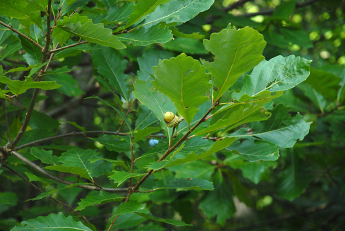 Quercus bicolor (Swamp White Oak)