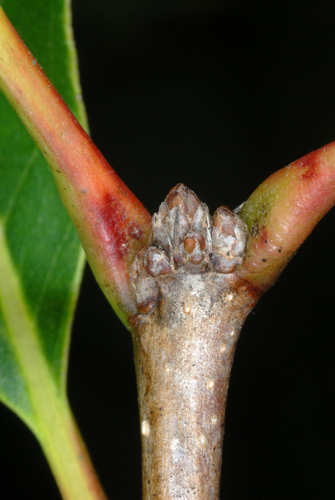 Quercus bicolor (Swamp White Oak)