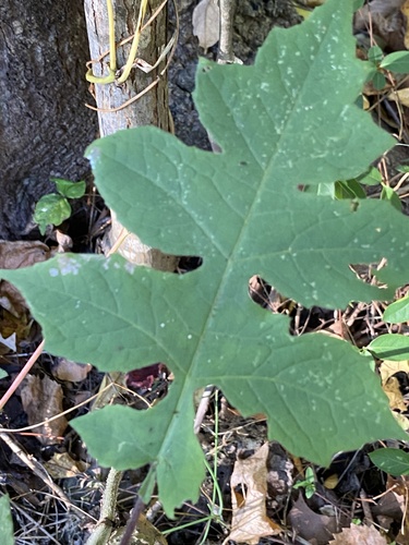 Polymnia canadensis (leafcup)