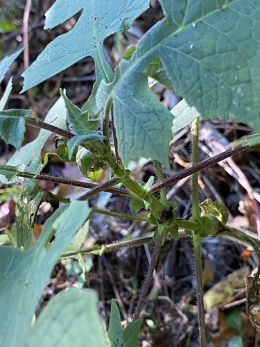 Polymnia canadensis (leafcup) (alternate view 2)